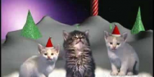 Katten die kerstliedjes zingen