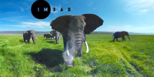 Bekijk Olifanten in 360 Graden